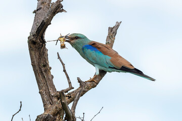 Rollier d'Europe, Coracias garrulus, European Roller
