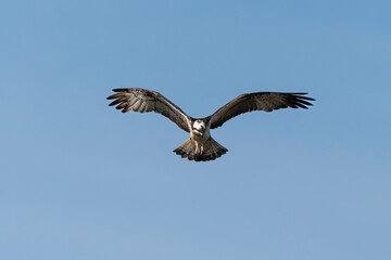 Fototapeta premium Balbuzard pêcheur, Pandion haliaetus, Western Osprey