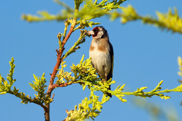 Chardonneret élégant,.Carduelis carduelis, European Goldfinch