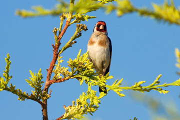 Chardonneret élégant,.Carduelis carduelis, European Goldfinch