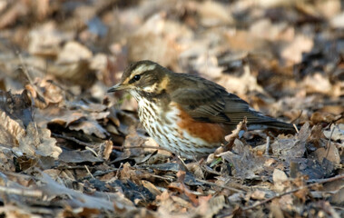 Grive mauvis,.Turdus iliacus, Redwing