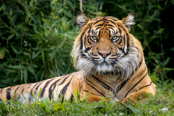 Male Sumatran tiger