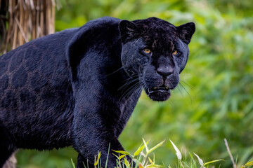 Black jaguar hunting © adrian