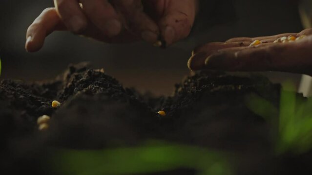 Sowing corn grains in prepared soil. The farmer's concept of agriculture includes the use of environmentally friendly practices and continuous improvement of agricultural technologies