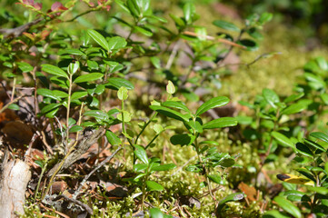 Cowberry bushes close-up.