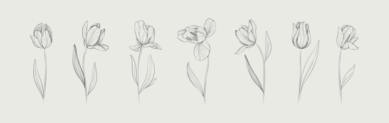 Set of detailed drawing various tulips and leaves. Luxury floral collection for wedding invitation, wallpaper art or save the date card. Botanical vector