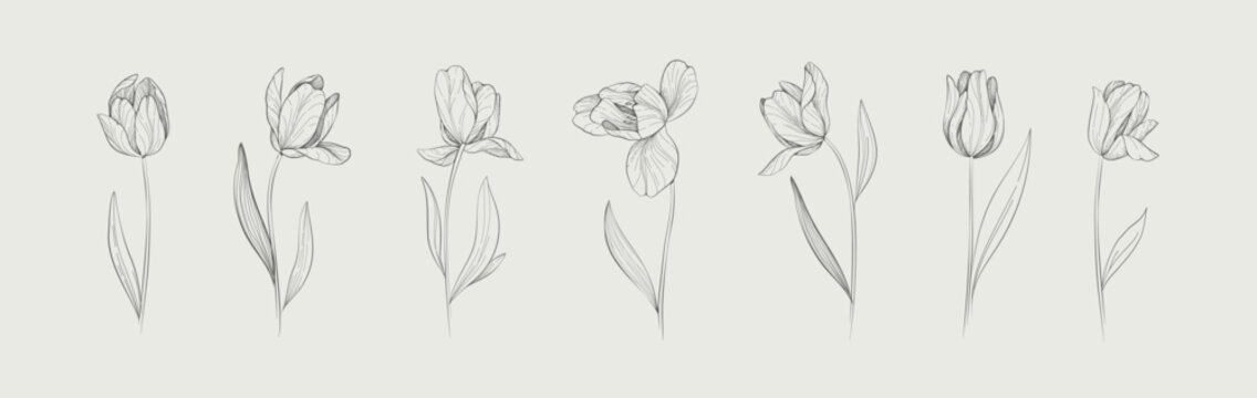 Set of detailed drawing various tulips and leaves. Luxury floral collection for wedding invitation, wallpaper art or save the date card. Botanical vector