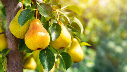 Ripe pears growing on branch with green leaves, summer fruit tree. - Powered by Adobe