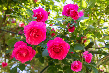 Beautiful pink roses blooming in the rose garden.