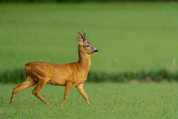 A young deer strolling through a meadow in the morning