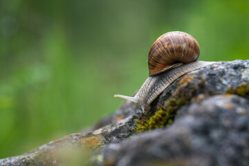 Big Roman snail or burgundy snail (Helix pomatia)