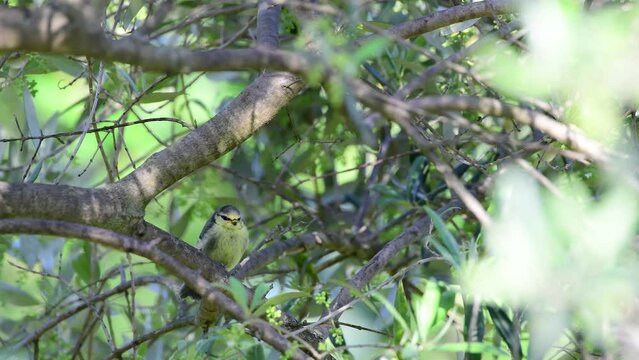Juvenile Eurasian blue tit perched on an olive tree branch in spring, South of France, highlighting vibrant colors and delicate features