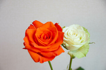 オレンジ色と緑のばら