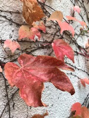 hojas otoñales de la enredadera Parthenocissus tricuspidata
