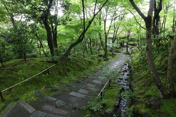 Fresh green in Jojakko-ji Temple in Kyoto, Japan