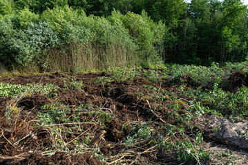 Digging out peat from marshy swamps, fallen bushes and trees visible.