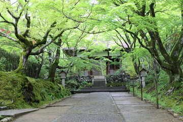Nio-mon Gate and fresh green in Jojakko-ji Temple in Kyoto, Japan