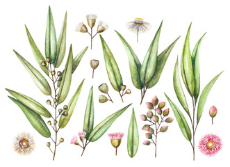 Watercolor floral illustration set. Botanical isolated eucalyptus green leaves, branches and flowers on white background. For wedding invitations, anniversary, birthday, prints, posters.