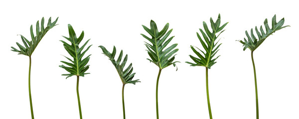 Tropical leaves of Philodendron xanadu png isolated on transparent background, plant leaf  for nature design decoration by thaumatophyllum xanadu leaves and stems © Chinnapong