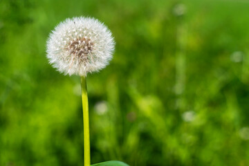  Dandelion.  dandelion. According  Irish legend, the corolla of the dandelion is the home of fairies. 