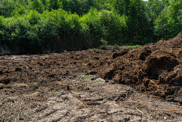 Digging out peat from marshy swamps, fallen bushes and trees visible.