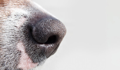 Black dog nose on gray background. Close up. Side view of puppy dog head with focus on nose. Concept for superior sense of smell. Female Harrier mix dog, medium size. Selective focus.