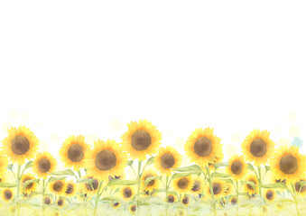 sunflower border isolated on white