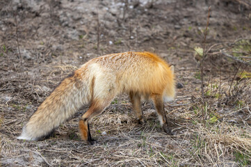 Red Fox in Summer in Montana