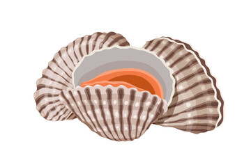 Fresh cockles on a white background.  Vector eps 10. perfect for wallpaper or design elements