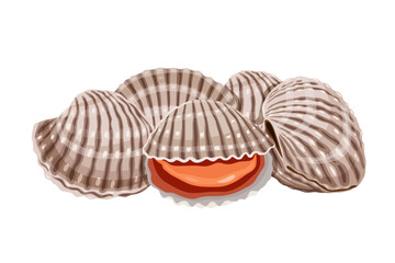 Fresh cockles on a white background.  Vector eps 10. perfect for wallpaper or design elements