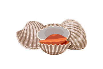 Fresh cockles on a white background.  Vector eps 10. perfect for wallpaper or design elements