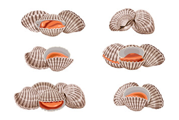 Fresh cockles on a white background.  Vector eps 10. perfect for wallpaper or design elements