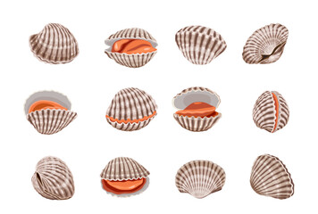 Fresh cockles on a white background.  Vector eps 10. perfect for wallpaper or design elements