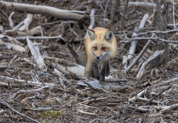 Red Fox in Summer in Montana