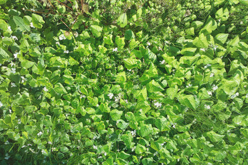 Green forest carpet grass texture background