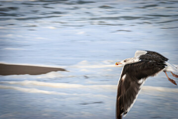 In Flight