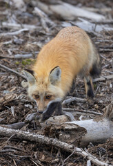 Red Fox in Summer in Montana