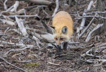 Red Fox in Summer in Montana
