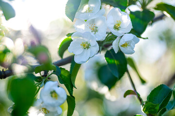Blooming apple tree in the spring garden. White flowers on a tree close-up