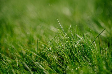 Fresh green grass background in sunny summer day in park