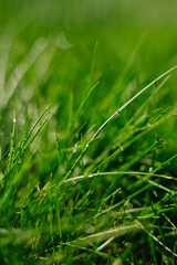 Fresh green grass background in sunny summer day in park