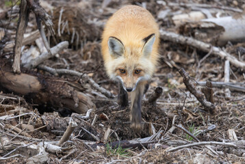 Red Fox in Summer in Montana