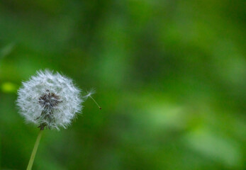 Close up of a dandelion seed about to fly away from the seedhead