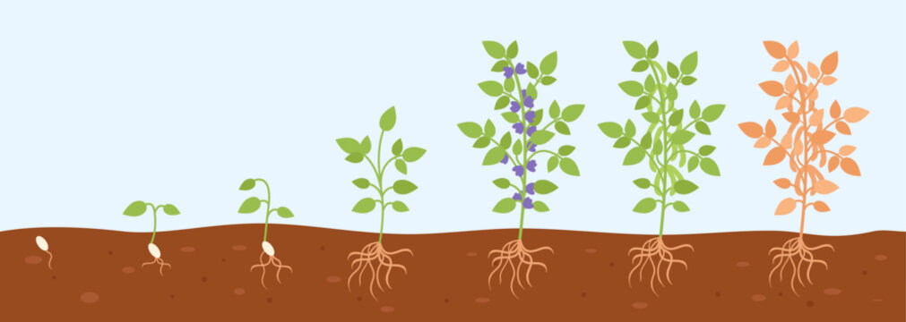 Soybean plant from seed to green bush. Growth step by step process. Growing stages, gardening hobby and raw ingredient, decent vector scene
