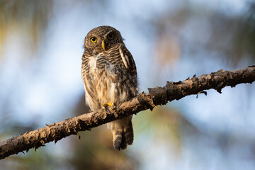Asian Barred Owlet perching close-up, Beautiful Owlet perching in the tree branch