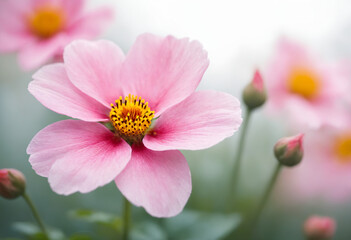 Fototapeta premium Pink Flower