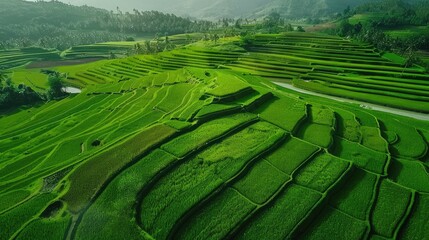 Fototapeta premium Aerial shot of a rice paddy field stretching to the horizon, depicting agricultural abundance.