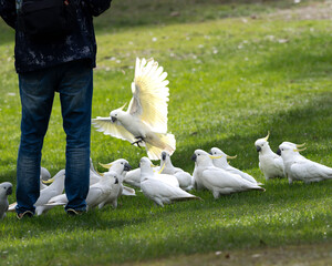 Cockatoos in the park