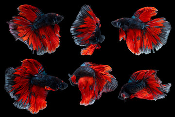 Swimming multi Action of Betta, Siamese fighting fish; Halfmoon black and red betta isolated on black background