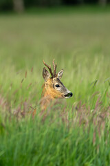 A young deer strolling through a meadow in the morning
